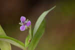 Nakedstem dewflower